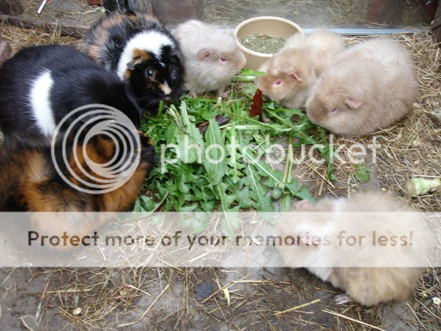 DSC06924.jpg
