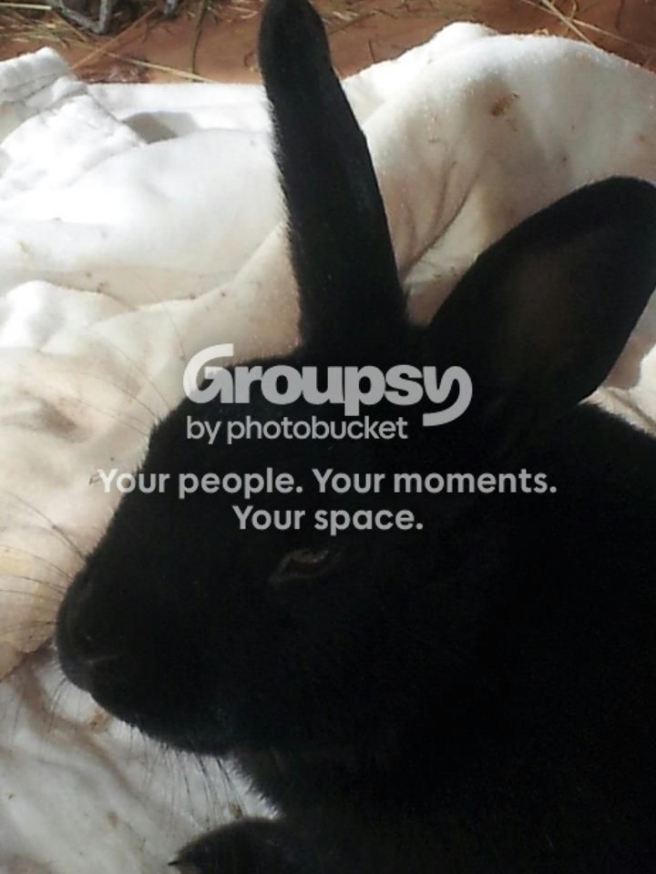 Wilbur The Rabbit Wilbur the 3 legged Honeybunny has arrived!! | Rabbits United